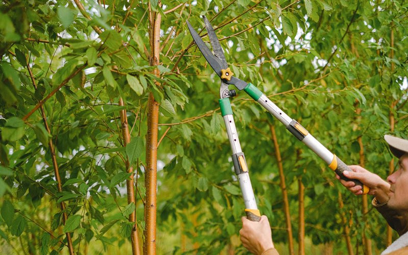 Tree trimming in Vineyard, UT